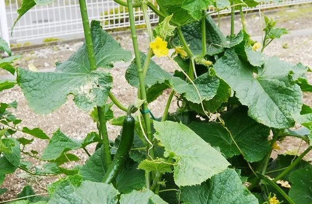 フローレンスケア港南台の紹介写真 7