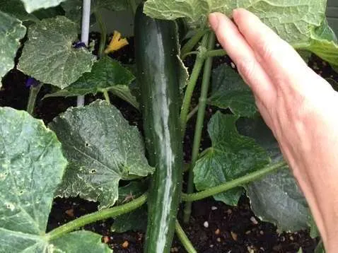 みんなの家・横浜宮沢3の紹介写真 5