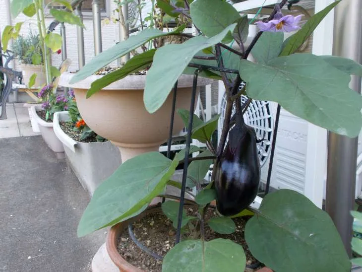 みんなの家・横浜市ヶ尾の紹介写真 5