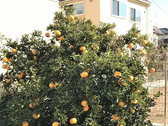 みんなの家・川越寺尾の紹介写真 7