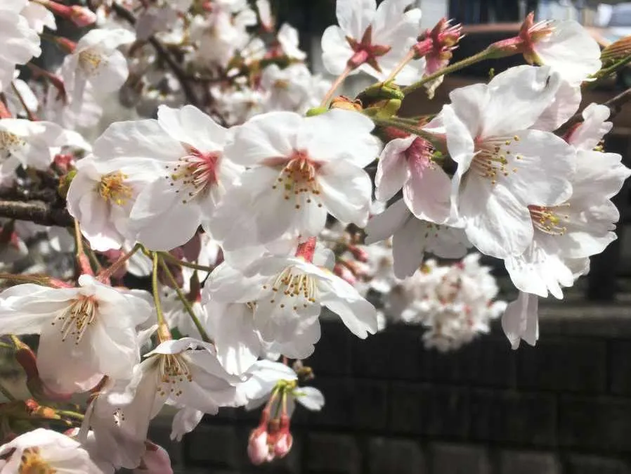 みんなの家・横浜上永谷松風の紹介写真 7