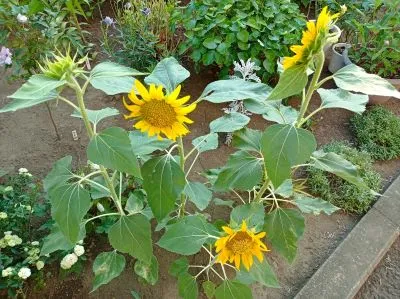 住宅型有料老人ホーム　ガーデンコート東松山の紹介写真 6