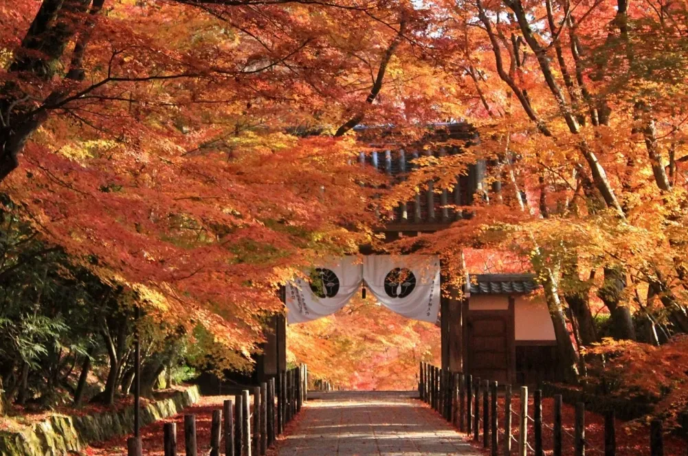 ニチイメゾン 長岡京の紹介写真 5